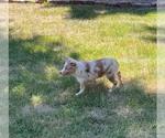 Small #2 Miniature Australian Shepherd