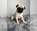 Small #4 Pug