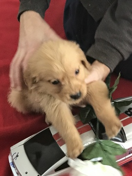Medium Photo #10 Golden Retriever Puppy For Sale in ALTONA, IN, USA
