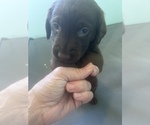 Small Photo #27 Labrador Retriever Puppy For Sale in GIG HARBOR, WA, USA