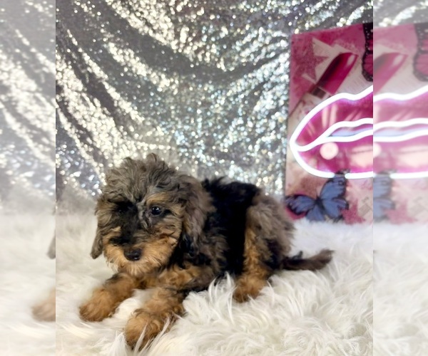 Medium Photo #1 Bernedoodle (Miniature) (+ Poodle Miniature) Puppy For Sale in INDIANAPOLIS, IN, USA