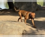 Small Photo #1 Labrador Retriever-Rhodesian Ridgeback Mix Puppy For Sale in FRESNO, CA, USA