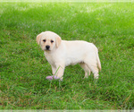 Small Photo #4 Labrador Retriever Puppy For Sale in SYRACUSE, IN, USA