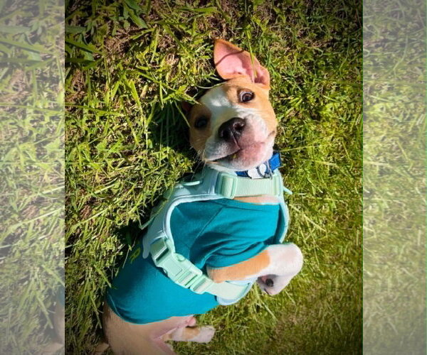 Medium Photo #7 Staffordshire Bull Terrier-Unknown Mix Puppy For Sale in Holly Springs, NC, USA