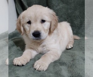 Golden Retriever Puppy for sale in STATEN ISLAND, NY, USA