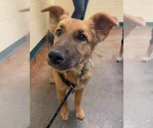 German Shepherd Dog Dogs for adoption in Kansas City, MO, USA
