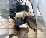 Small #13 Cane Corso