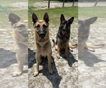 Small Photo #1 German Shepherd Dog Puppy For Sale in LIVE OAK, FL, USA