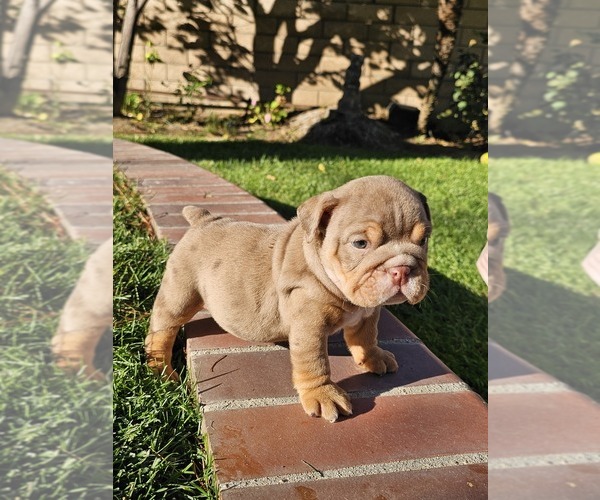 Medium Photo #14 Bulldog Puppy For Sale in RIVERSIDE, CA, USA