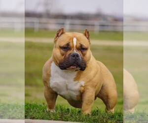 Father of the American Bully puppies born on 12/31/2023