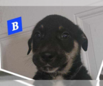 Small Photo #3 Collie-Labrador Retriever Mix Puppy For Sale in SHERBURNE, NY, USA
