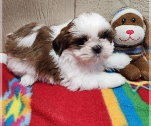 Shih Tzu Puppy for sale in WILLOW SPRINGS, MO, USA