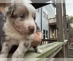 Small Australian Shepherd