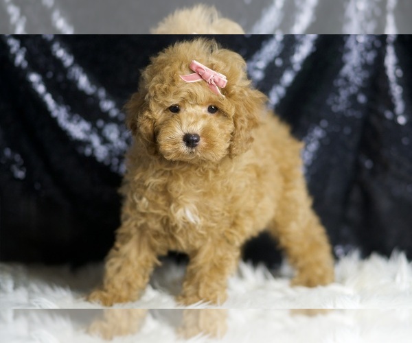Medium Photo #5 Poodle (Toy) Puppy For Sale in WARSAW, IN, USA