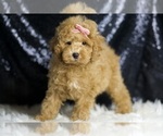 Small #4 Poodle (Toy)