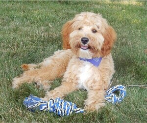 Goldendoodle (Miniature) Puppy for sale in MILLERSBURG, OH, USA