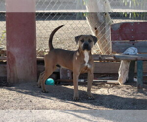 Mutt Dogs for adoption in El Centro, CA, USA