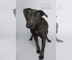 Small #13 Labrador Retriever Mix