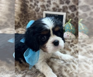 Cavalier King Charles Spaniel Puppy for sale in ABILENE, TX, USA