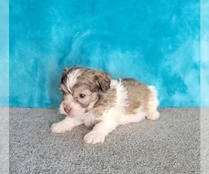 Havanese Puppy for sale in SHAWNEE, OK, USA