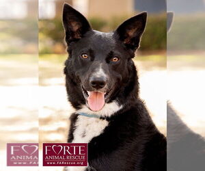 Border Collie-Unknown Mix Dogs for adoption in Marina del Rey, CA, USA