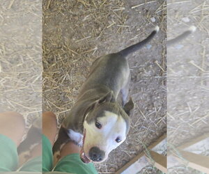 Buddy - Male American Staffordshire Terrier-Unknown Mix Dog for Adoption - Photo #2