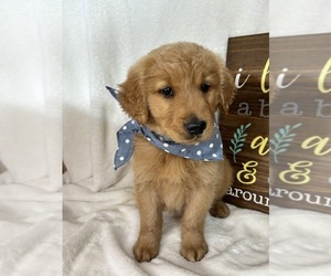 Golden Retriever Puppy for sale in GREENFIELD, IN, USA
