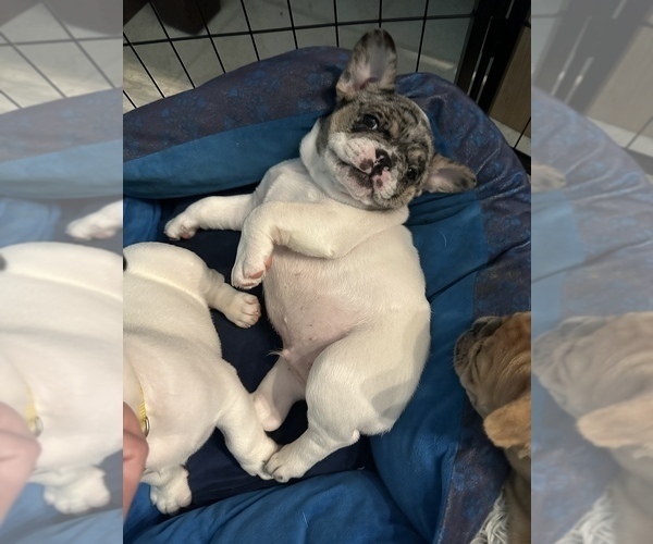 Medium Photo #2 French Bulldog Puppy For Sale in YORKTOWN, IN, USA