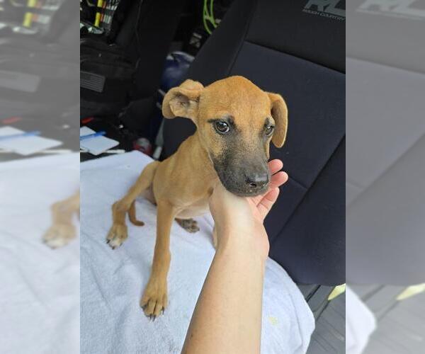Medium Photo #1 Boxer-Unknown Mix Puppy For Sale in Conroe, TX, USA