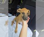 Small Boxer Mix