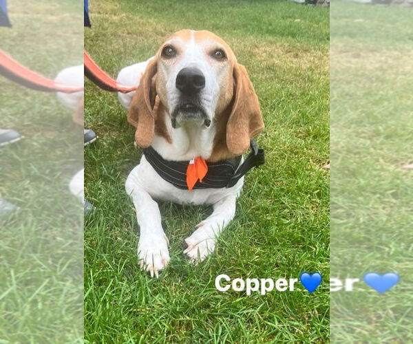 Medium Photo #9 Coonhound Puppy For Sale in Minneapolis, MN, USA