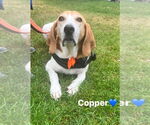 Small #8 Coonhound