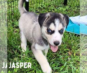 Siberian Husky-Unknown Mix Dogs for adoption in Carrollton, TX, USA