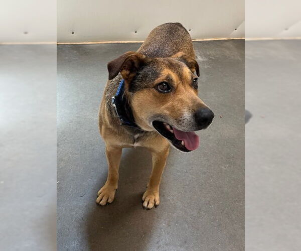 Medium Photo #7 Bull Terrier-Unknown Mix Puppy For Sale in Mountain View, AR, USA