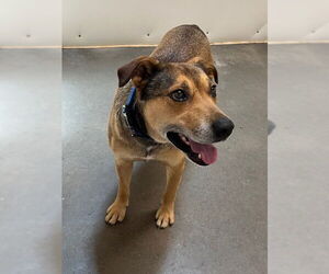 Dover - Male Bull Terrier-Unknown Mix Dog for Adoption - Photo #4