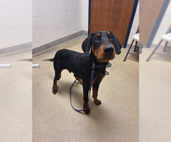 Medium Photo #1 Doberman Pinscher Puppy For Sale in Fort Wayne, IN, USA