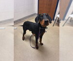 SNOOP - Male Doberman Pinscher Dog for Adoption - Small photo
