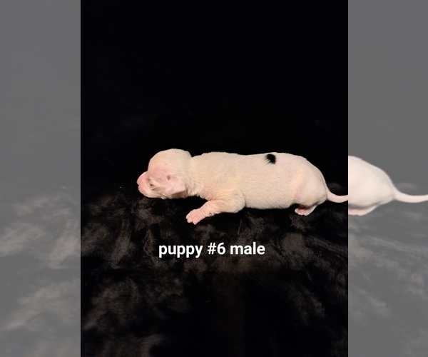 Medium Photo #3 American Bulldog Puppy For Sale in INDEPENDENCE, MO, USA