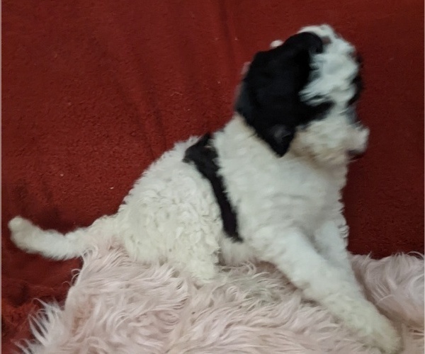 Medium Photo #3 Sheepadoodle Puppy For Sale in LITTLETON, CO, USA