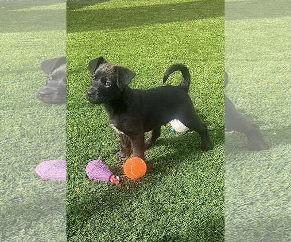 Medium Photo #4 Chihuahua-Unknown Mix Puppy For Sale in Fort Worth, TX, USA