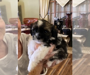 Mal-Shi-Unknown Mix Puppy for sale in OCEAN VIEW, NJ, USA