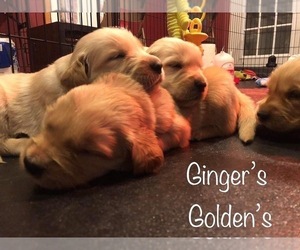 Golden Retriever Puppy for sale in CROWN POINT, IN, USA