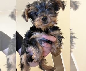 Yorkshire Terrier Puppy for sale in ADDISON, IL, USA
