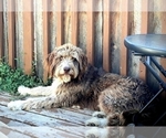 Small Photo #1 Goldendoodle Puppy For Sale in LITTLETON, CO, USA