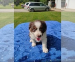 Small #3 Miniature American Shepherd