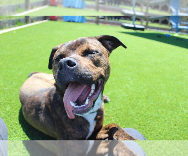 Medium Photo #2 Mutt Puppy For Sale in Chestertown, MD, USA