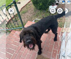 Mutt Dogs for adoption in Lenoir, NC, USA