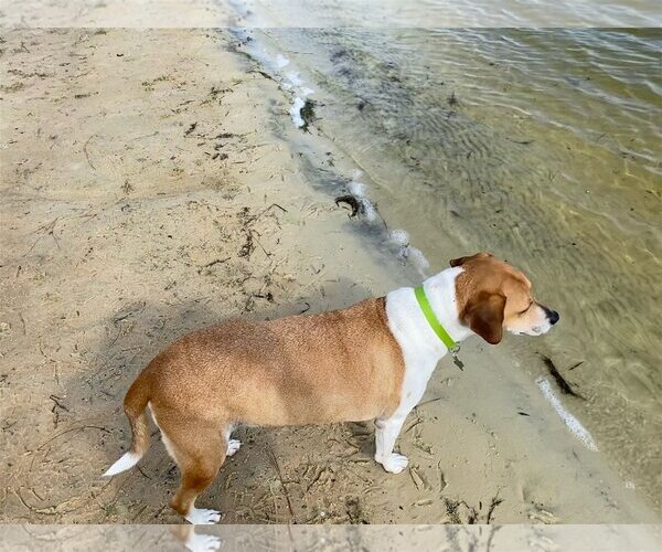 Medium Photo #3 Beagle-Unknown Mix Puppy For Sale in Sanford, FL, USA