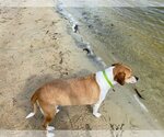 Small Photo #3 Beagle-Unknown Mix Puppy For Sale in Sanford, FL, USA