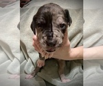 Small Photo #1 Great Dane Puppy For Sale in PATON, IA, USA